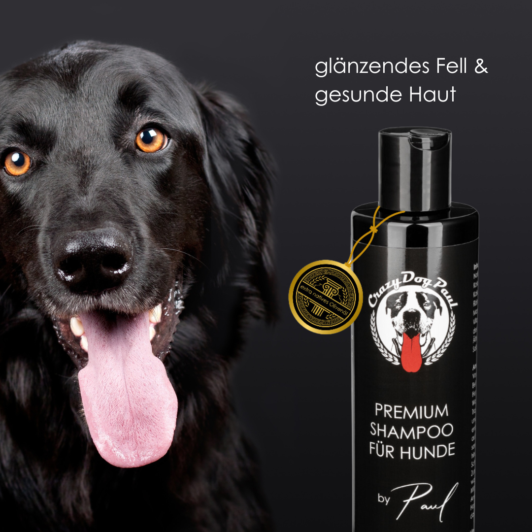 Natürliches Hundeshampoo gegen Flöhe und Milben beim Baden eines Hundes einmassieren
