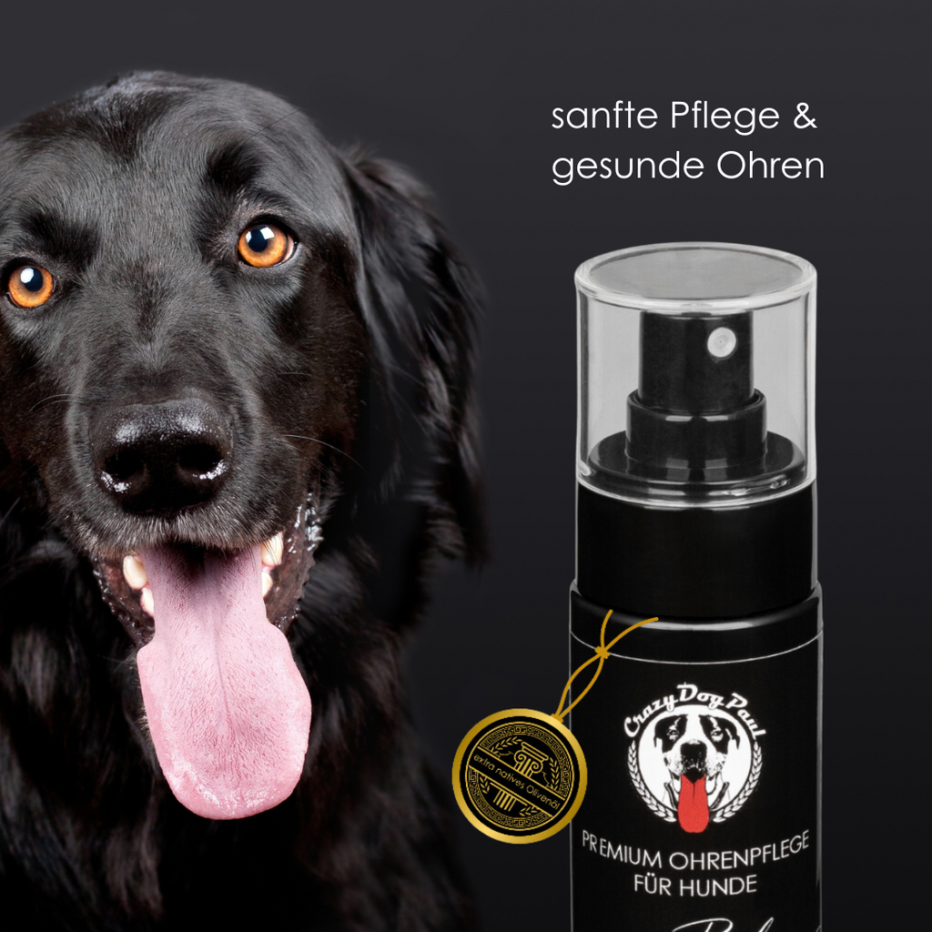 sanfte Anwendung von Ohrentropfen beim Hund – Ohrenreinigung ohne Brennen für empfindliche Hunde