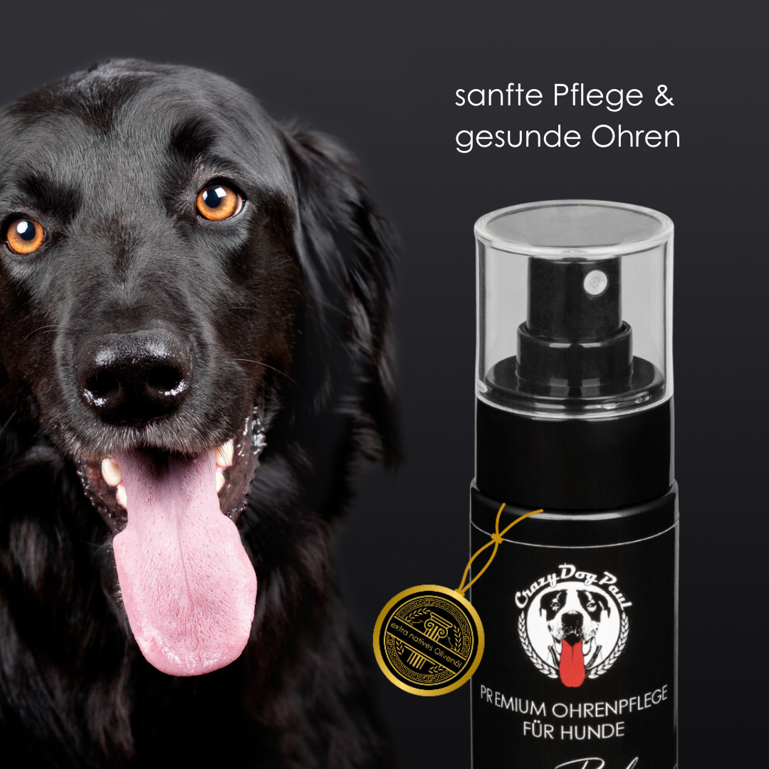 sanfte Anwendung von Ohrentropfen beim Hund – Ohrenreinigung ohne Brennen für empfindliche Hunde