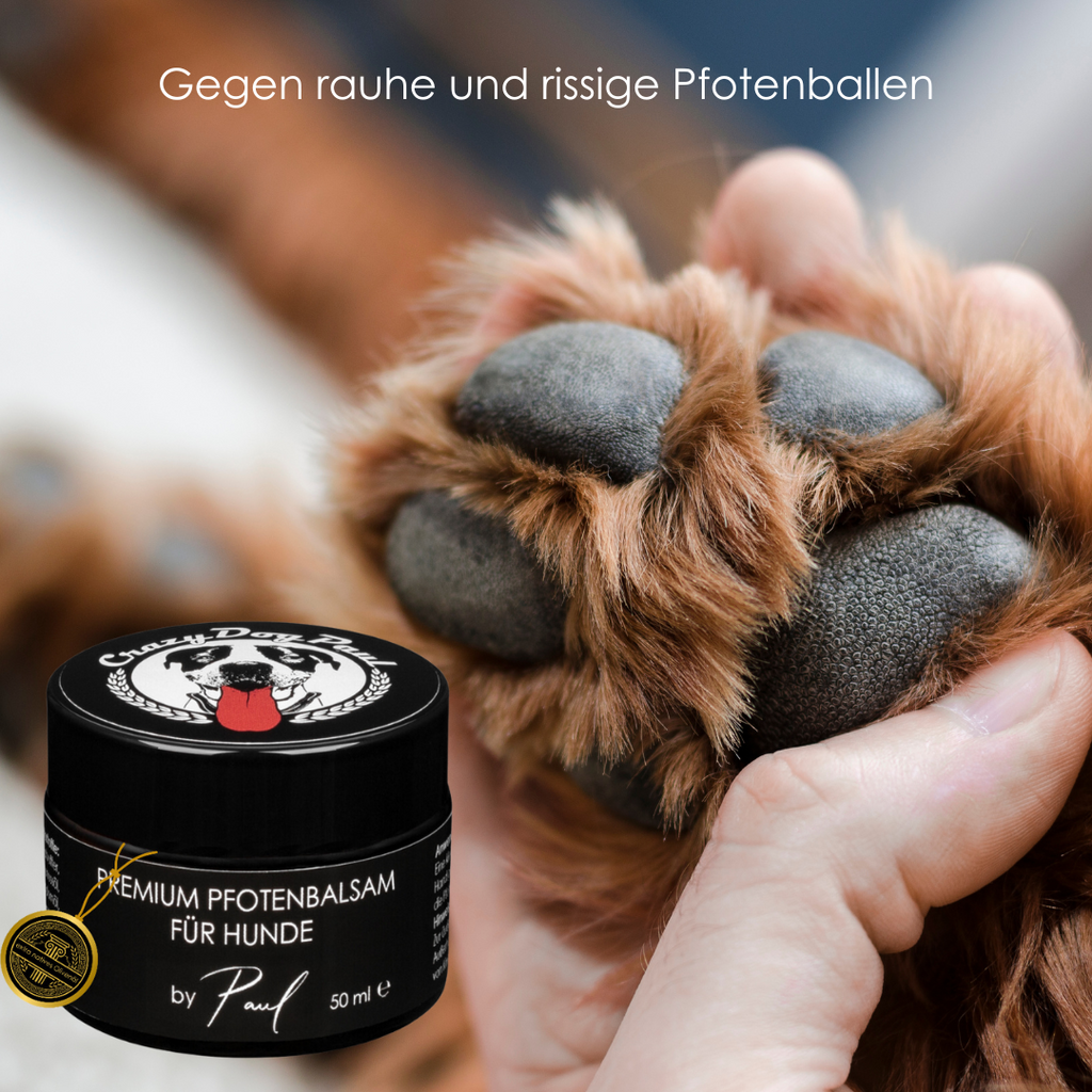 Pfotensalbe beim Hund auftragen – Schnelles Einziehen ohne Fettfilm für trockene Hundepfoten