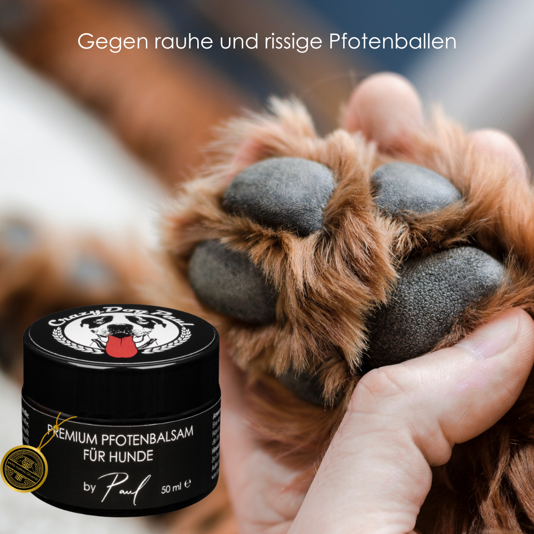 Pfotensalbe beim Hund auftragen – Schnelles Einziehen ohne Fettfilm für trockene Hundepfoten