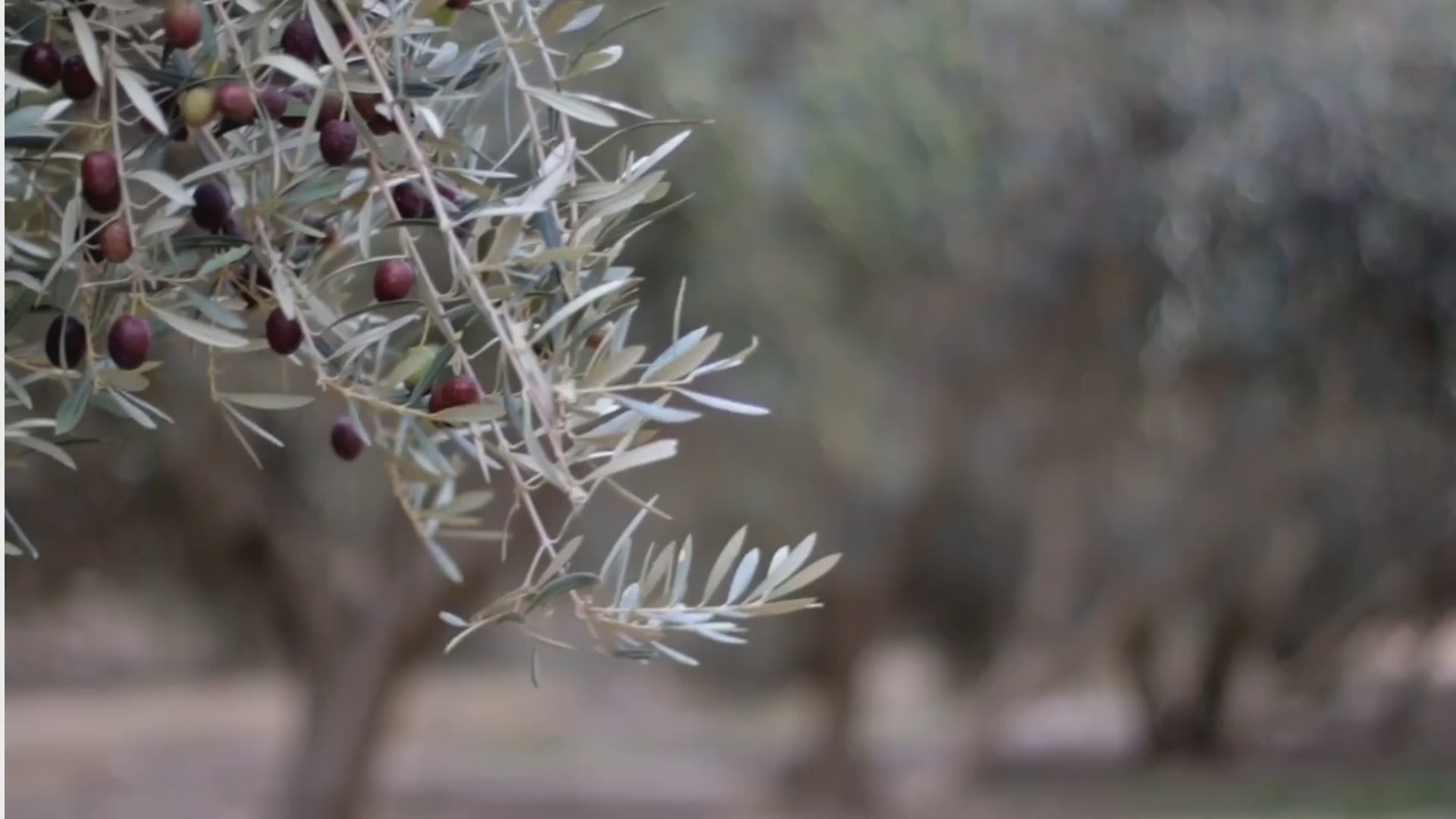 premium-hundeseife-crazydogpaul-anwendung-video